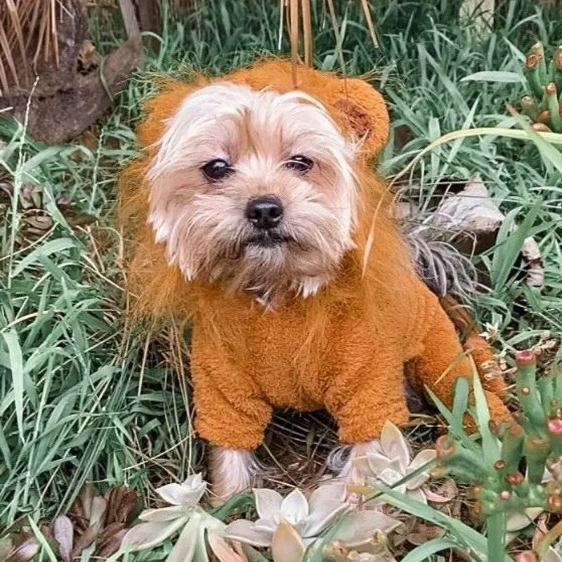 Lion Jumpsuit Dog Costume - Small / Medium Dogs